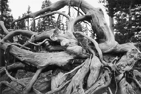 bw-root.jpg