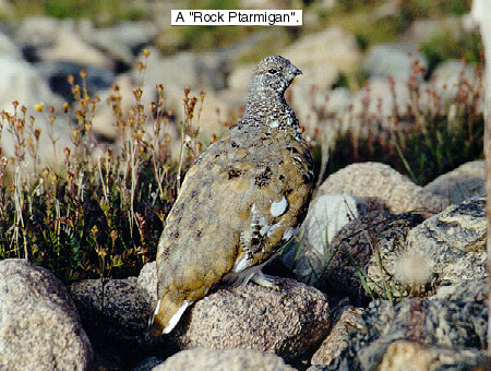 ptarmigan.jpg (101189 bytes)