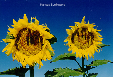 sunflower.jpg (83267 bytes)