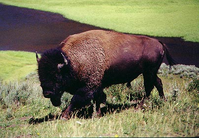 bison2.jpg (49943 bytes)